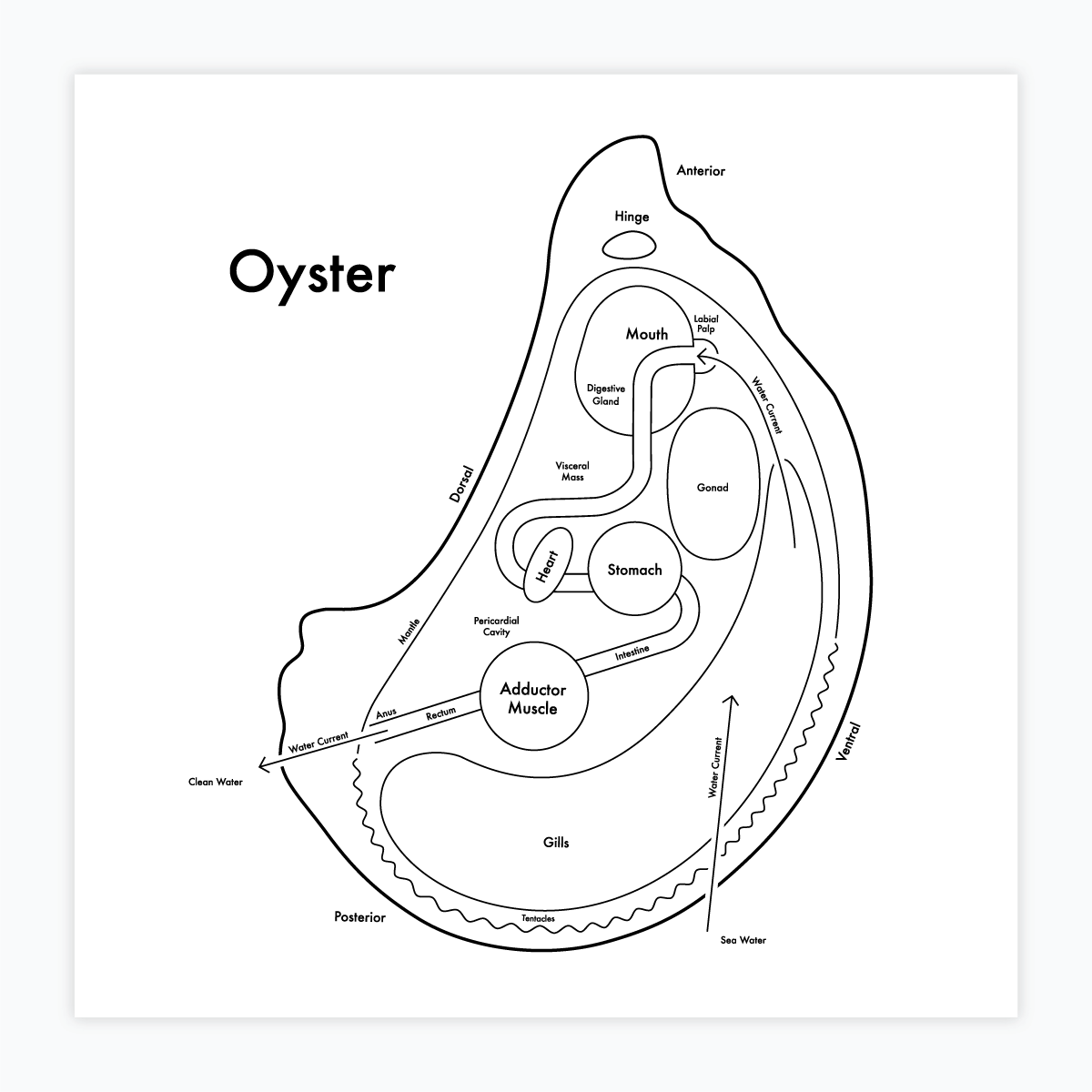 Oyster Inner Workings